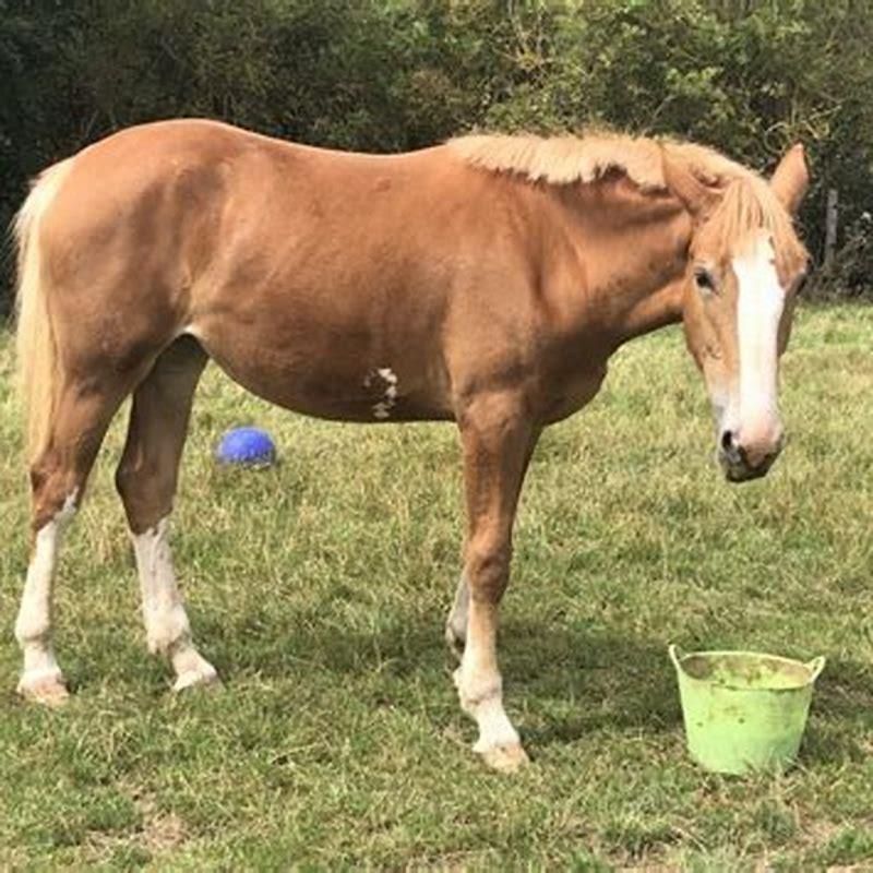 Is an Irish Draught a good first horse?