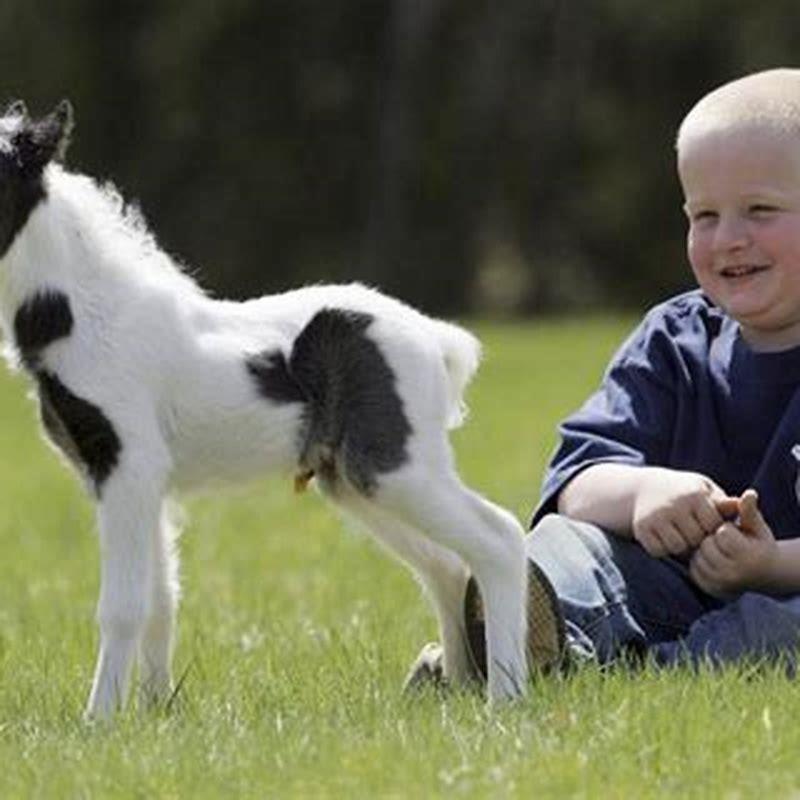 Is Einstein the mini horse still alive?
