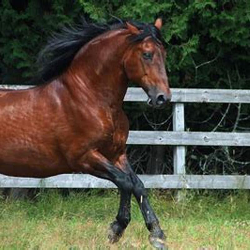 Is gelding a neutered male horse?