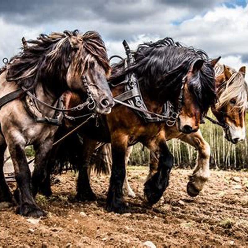 is-horsepower-really-the-power-of-a-horse-diy-seattle