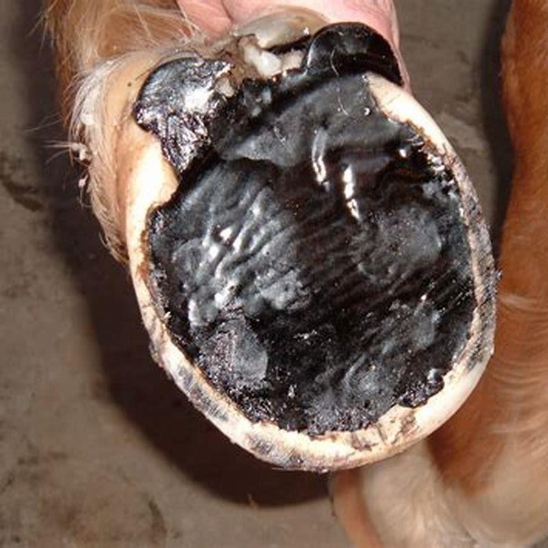 Is horseshoe painful for horse?