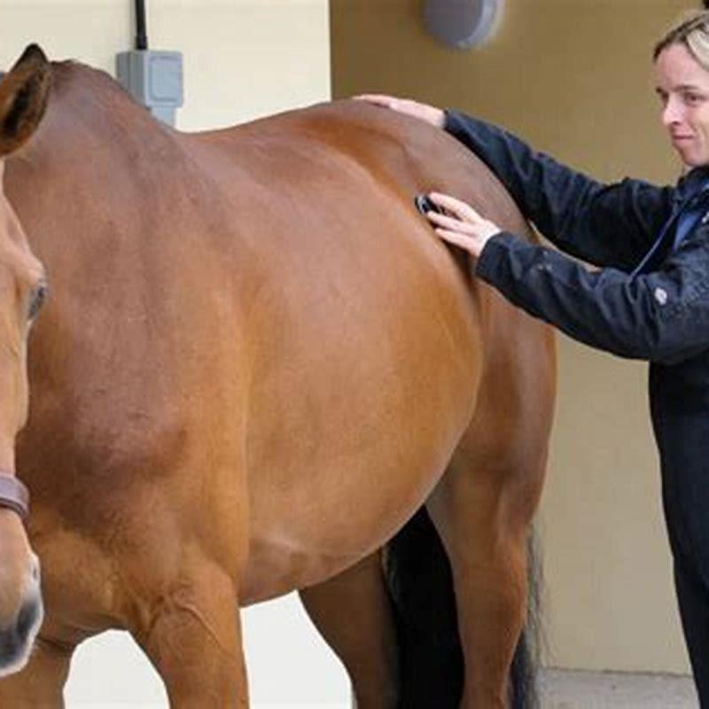 Is it hard to become an equine vet?