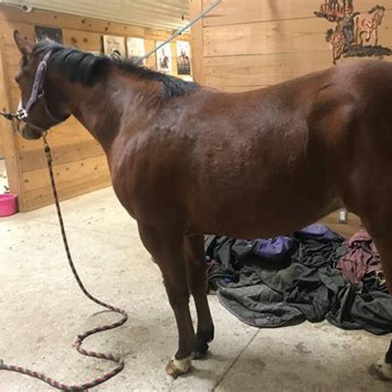 Is My horse futurity eligible?