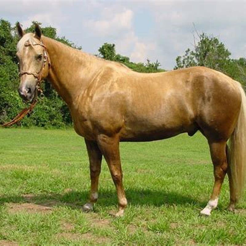 Is palomino a chestnut?