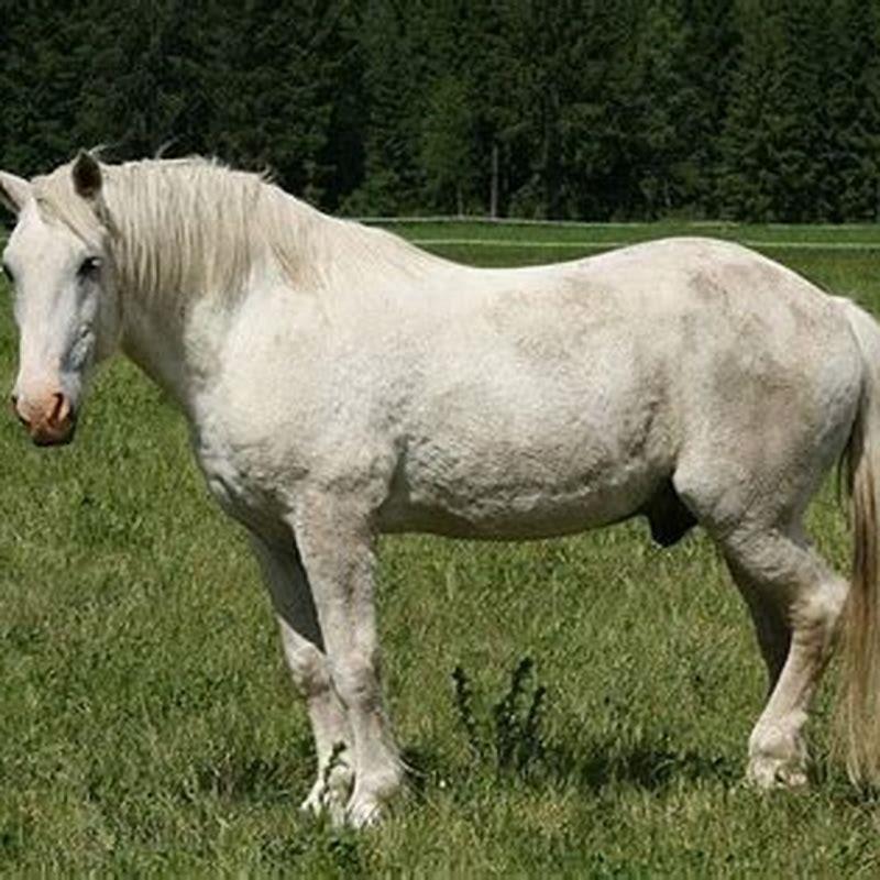 is-seeing-a-white-horse-good-luck-diy-seattle