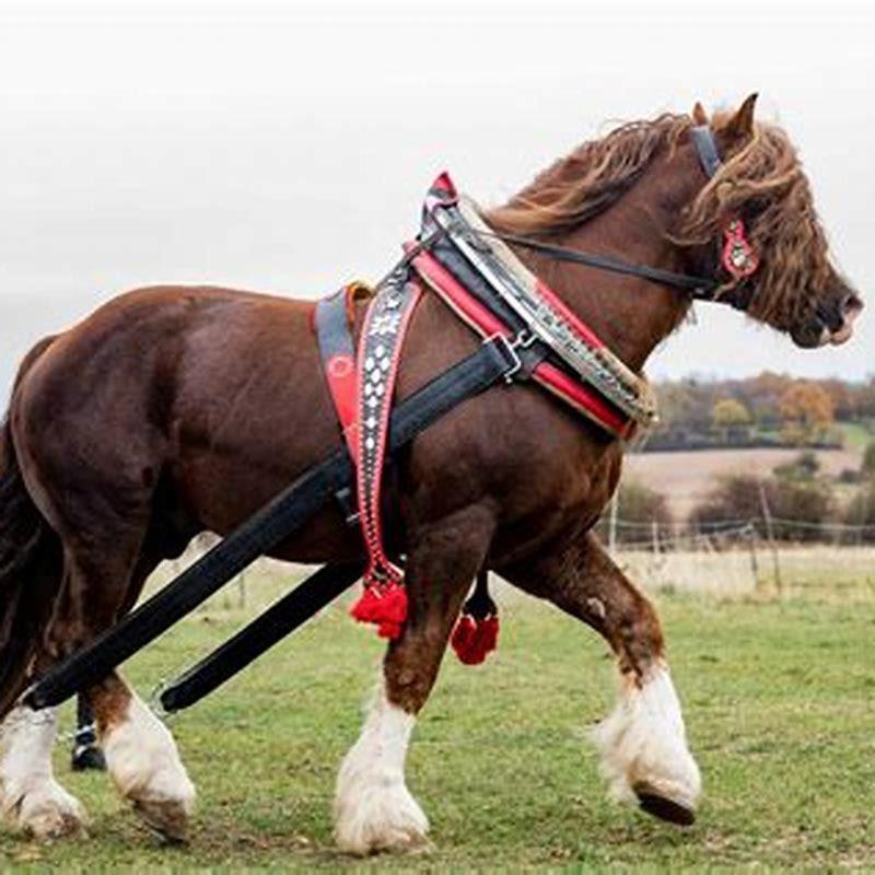 Is the Percheron the biggest horse?