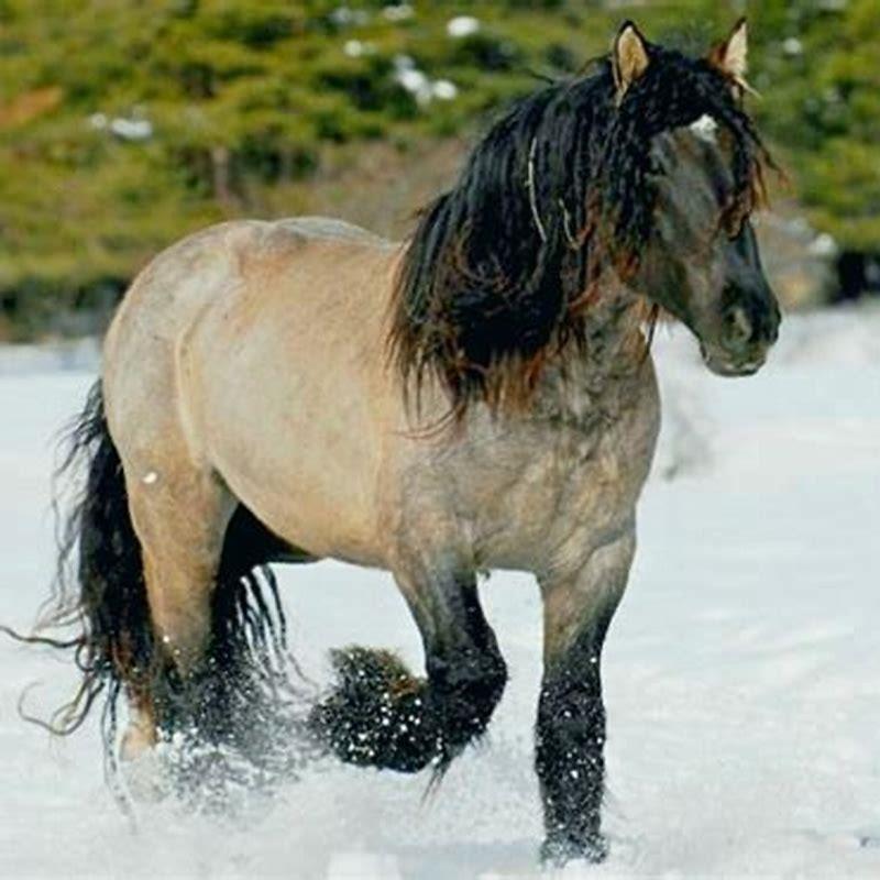 Is the Poitevin horse extinct?