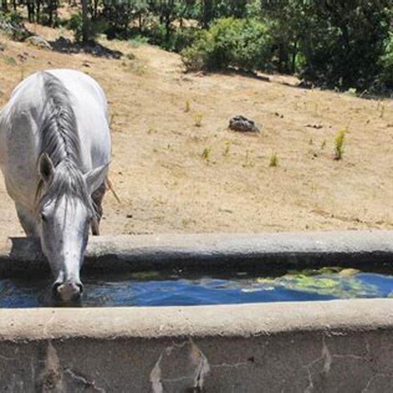 Should I clean my horses water trough?