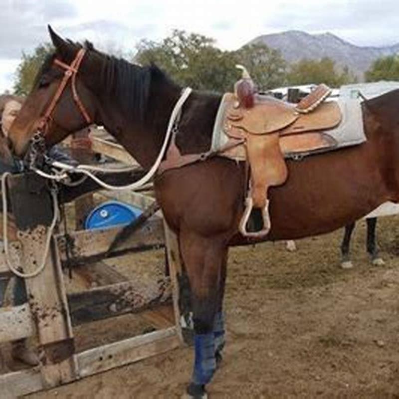 What age to start a horse on barrels?