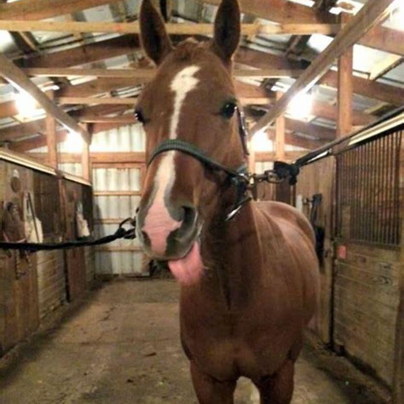 What are a horses nipples called?