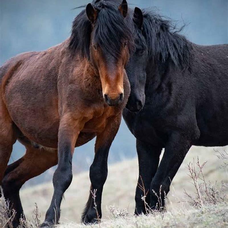 What are Canadian horses called?