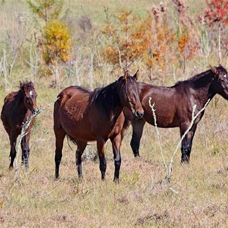 What are Florida Cracker horses used for?