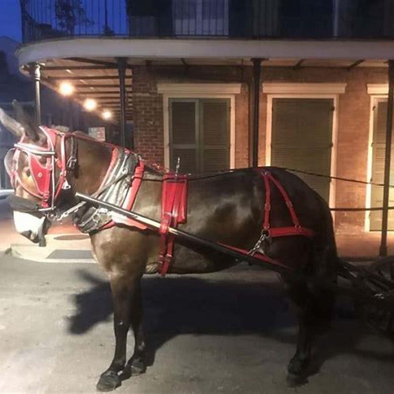 What are horse blinders called?