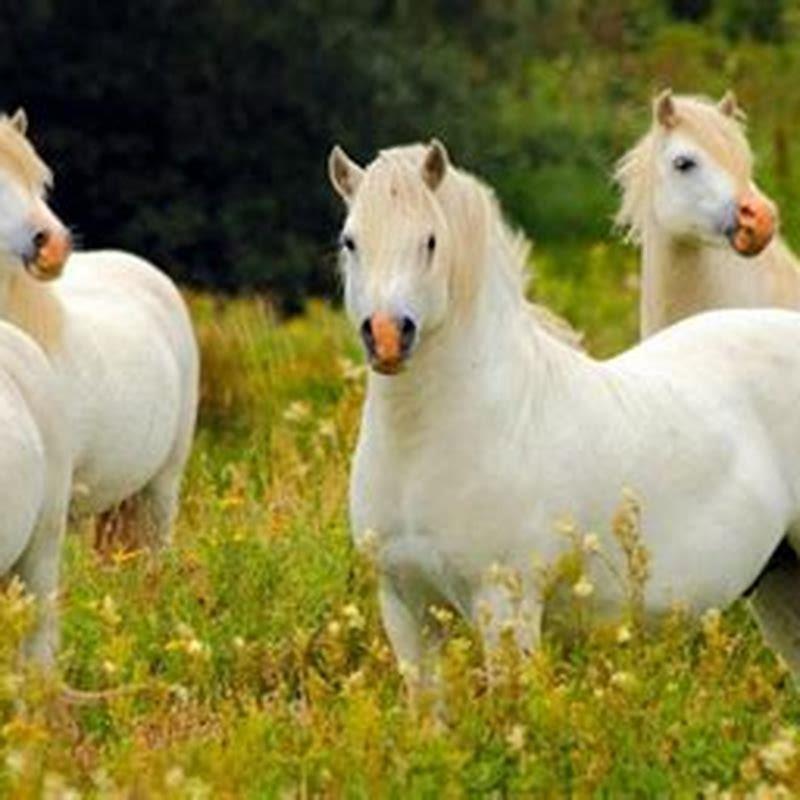 What are horses called?