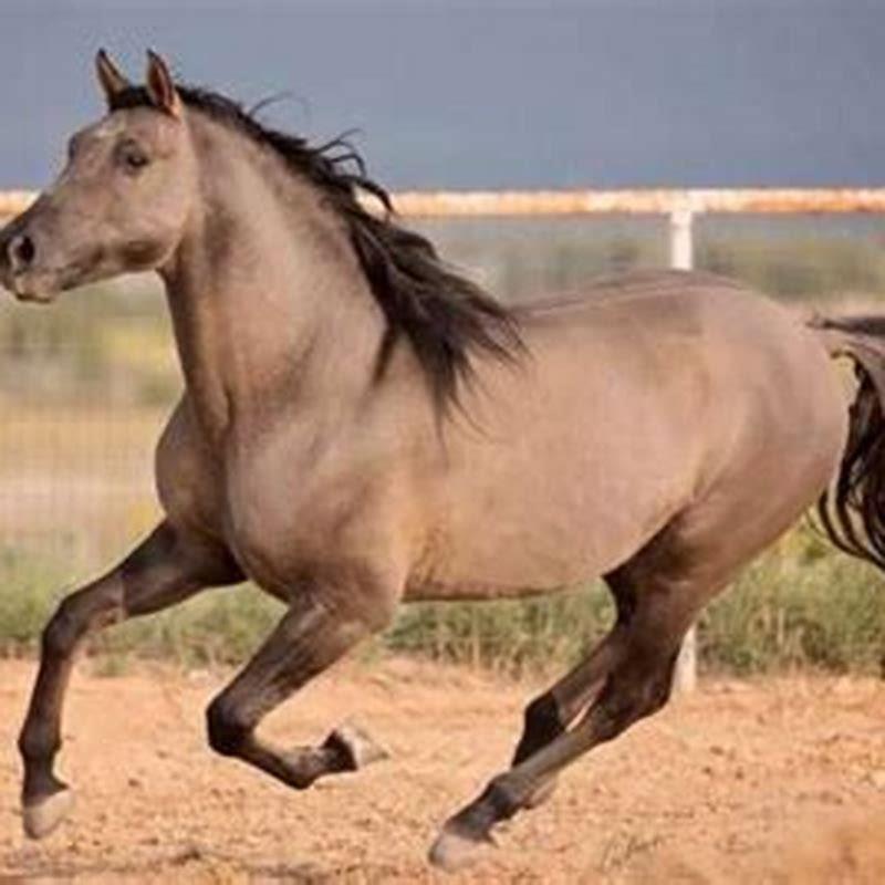 What are Missouri Fox Trotter horses used for?