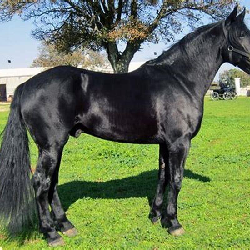 What are Murgese horses used for?