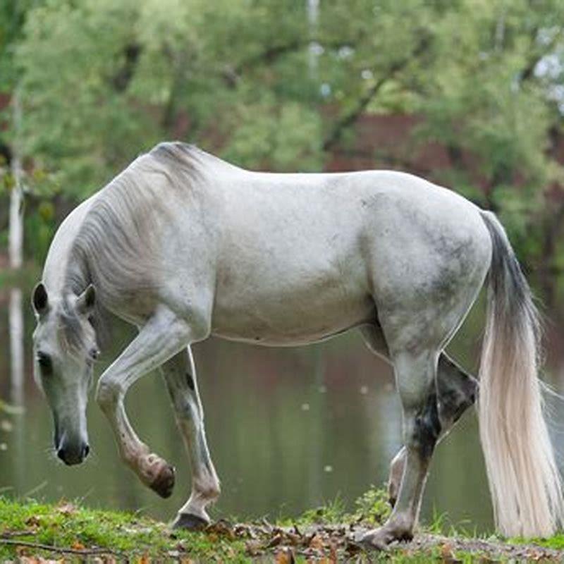 What are Orlov Trotter horses used for?