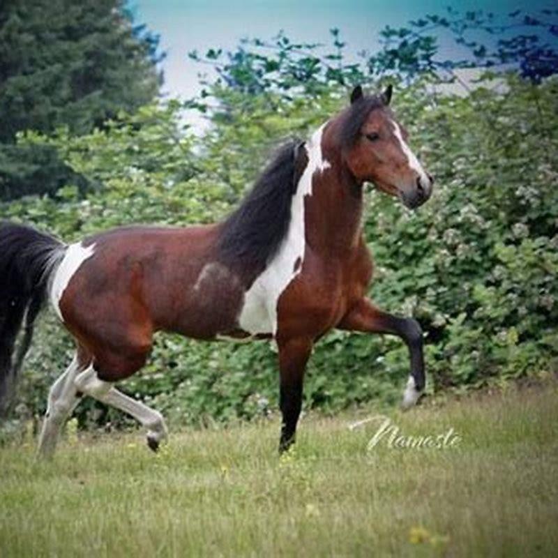 What are pinto horses good for?