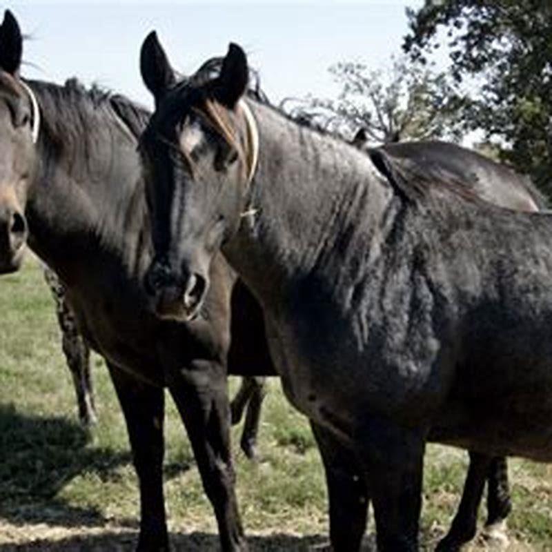 What are the benefits of cloning horses?