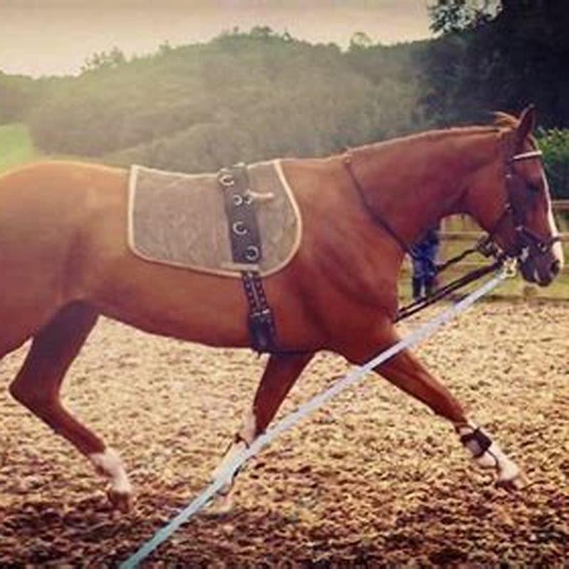 What are the reasons for lunging?