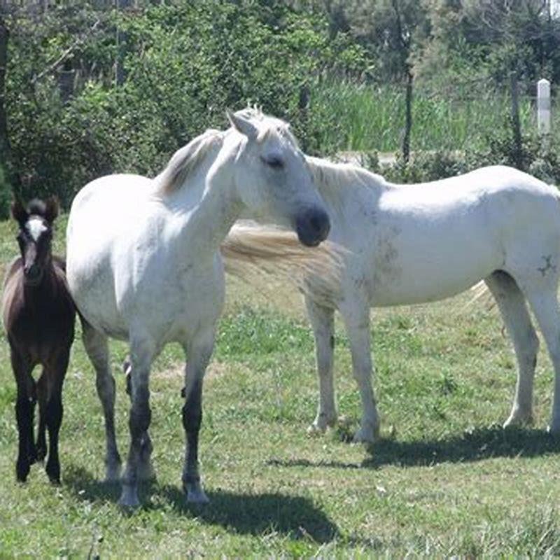 What are the white horses of the Camargue called?