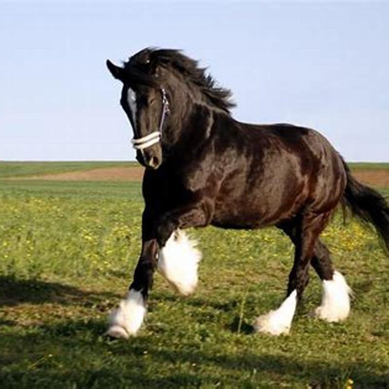 What breed of horse is the tallest?