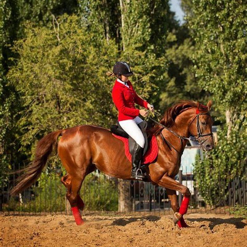 What breeds make a Tennessee Walking Horse?