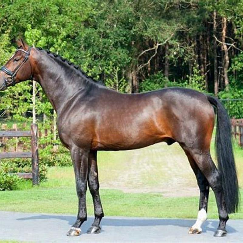 What breeds make an Oldenburg horse?