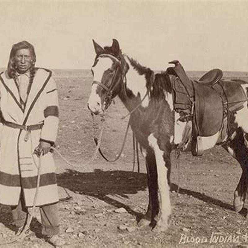 What breeds of horses did Native Americans ride? - DIY Seattle