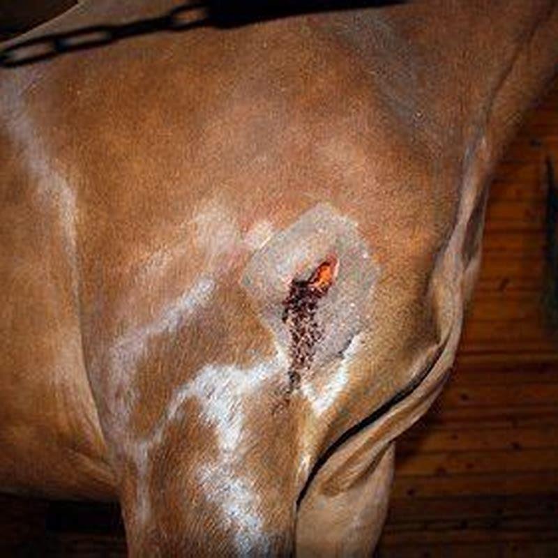 What can I put on an infected horse wound?