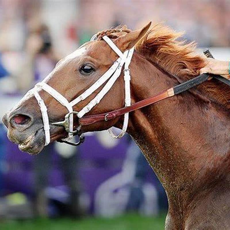 what-channel-is-the-big-horse-race-on-today-diy-seattle