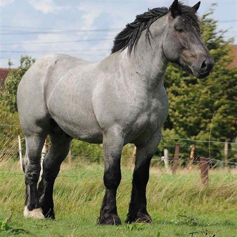 What color horses do you breed to get a blue roan?