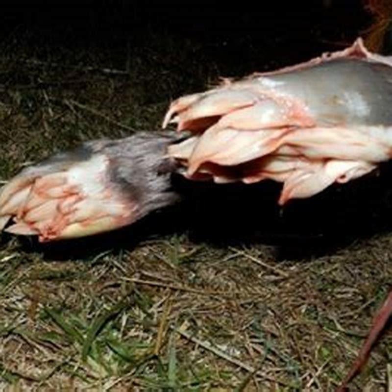 What do horse hooves look like when born?