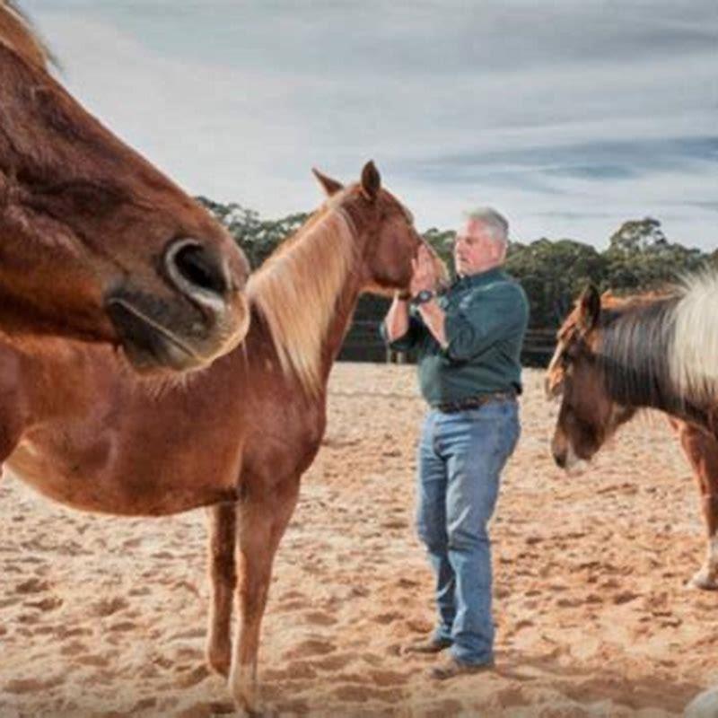 What Do Horse Whisperers Do DIY Seattle what-do-horse-whisperers-do-diy-seattle
