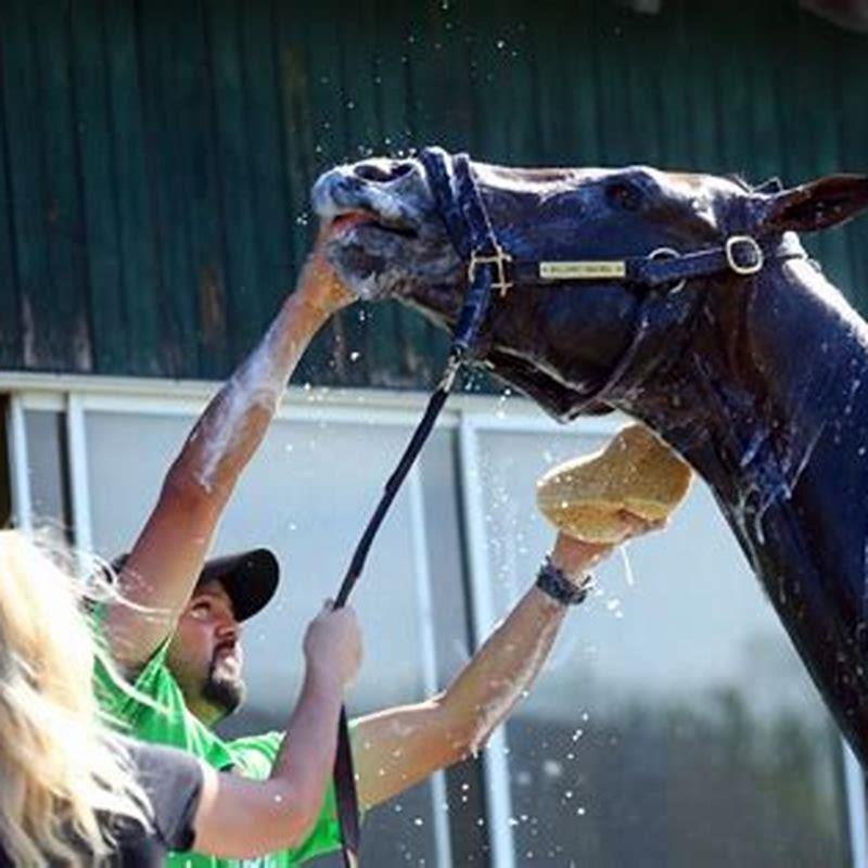 what-do-i-need-to-give-a-horse-a-bath-diy-seattle