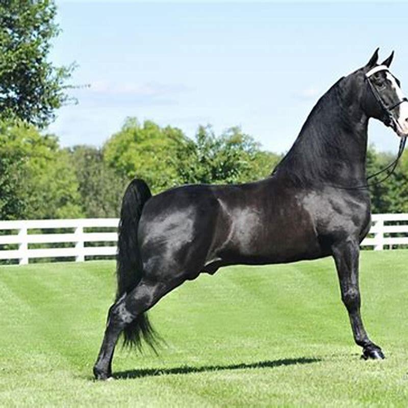 What do Tennessee Walking horses do?