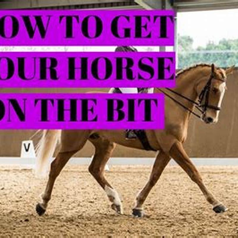 What do you call a bit for a horse?