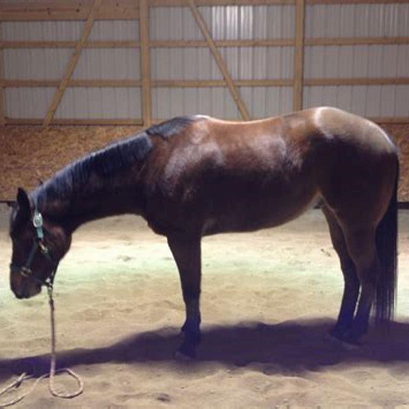 What do you call a cut male horse?