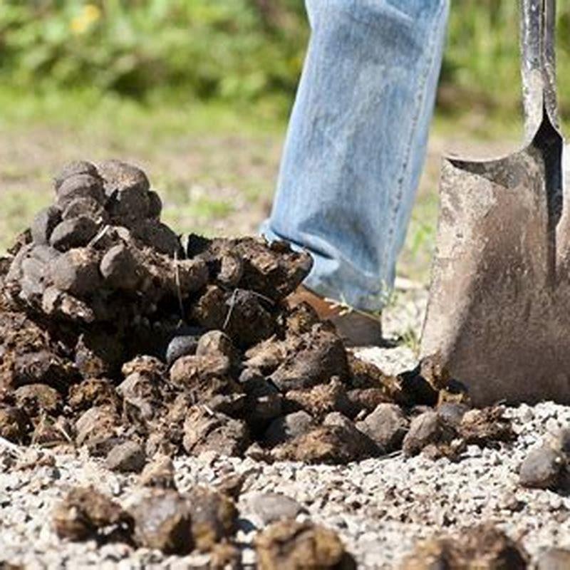 What do you do if your horse has diarrhea?