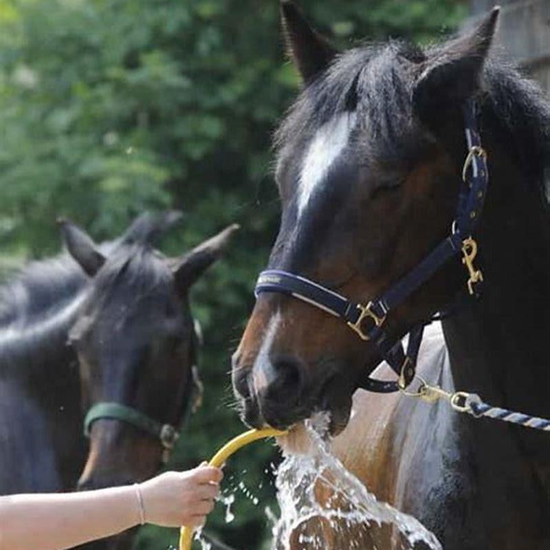 What do you do if your horse wont drink?