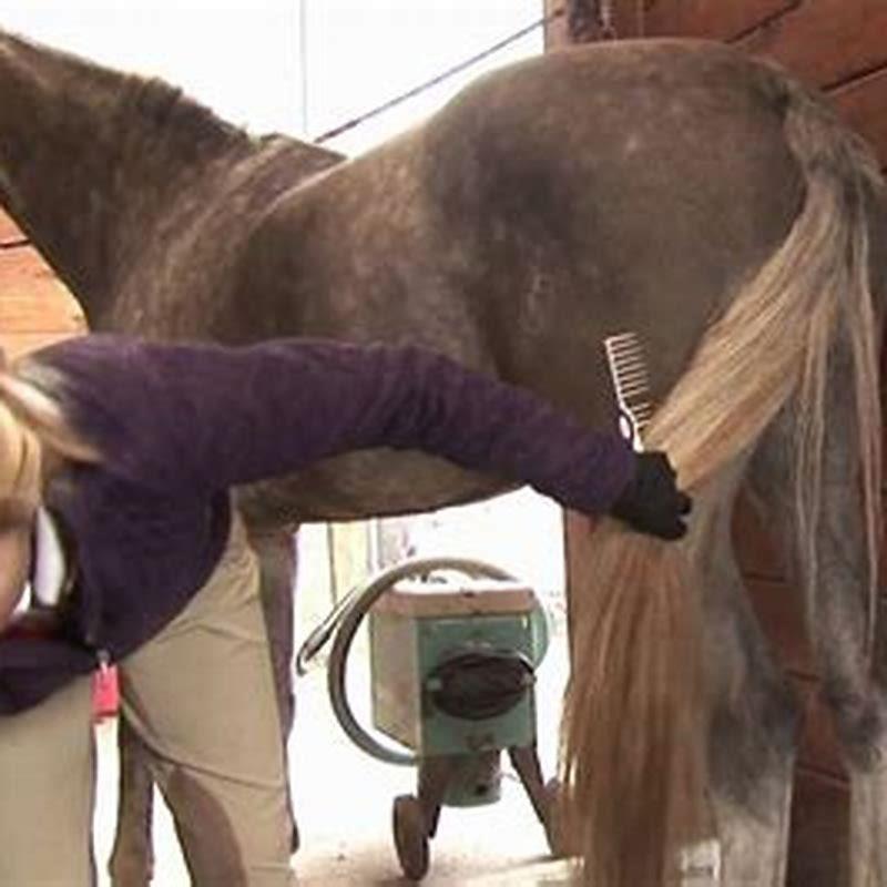What do you need to care for a horse?