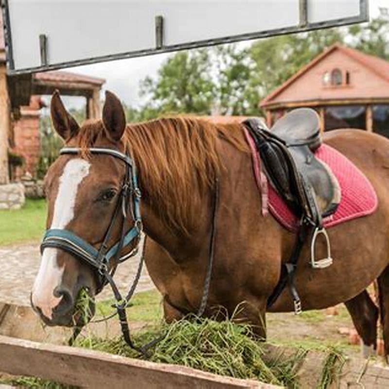 What do you need to feed a horse?