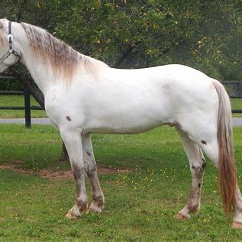 What does a barb horse look like?