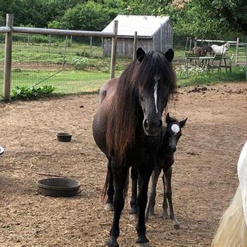 What does a Newfoundland Pony look like?