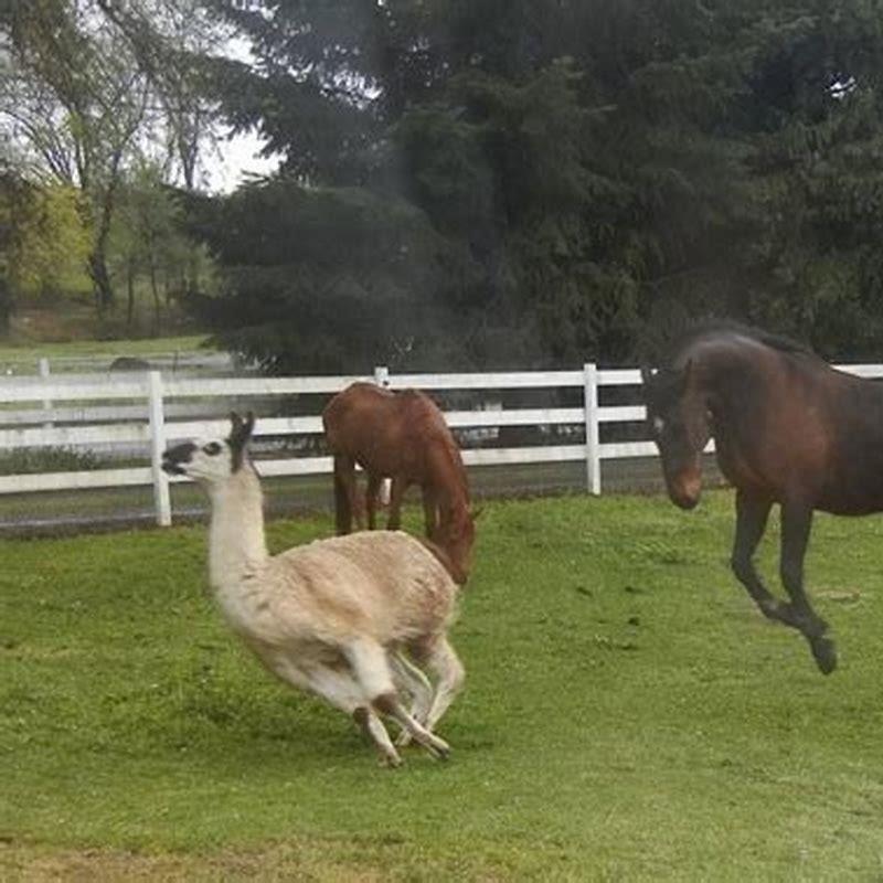What does absolute horseplay mean?