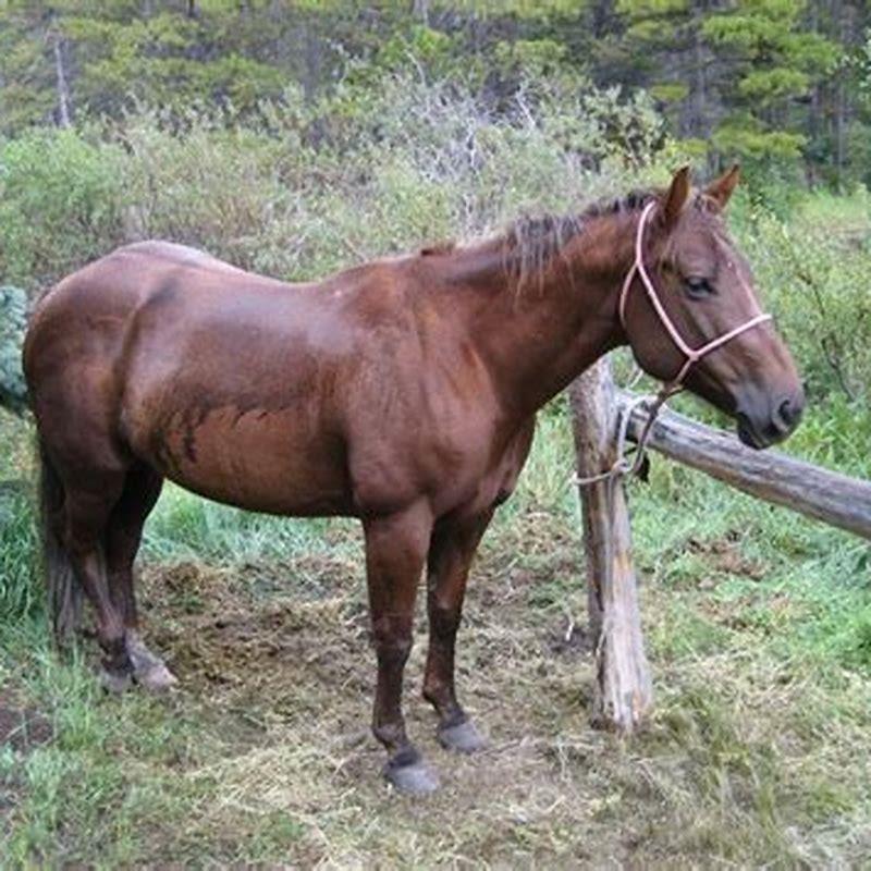 What does at liberty mean for horses?