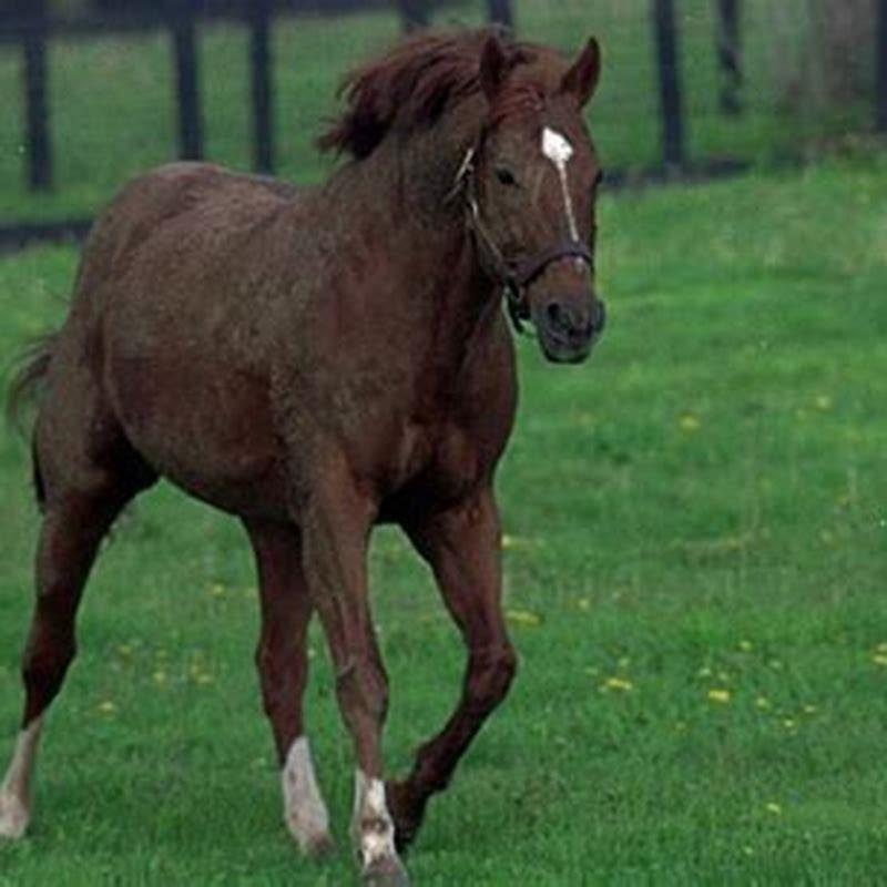 what-is-the-saying-about-a-white-horse-diy-seattle