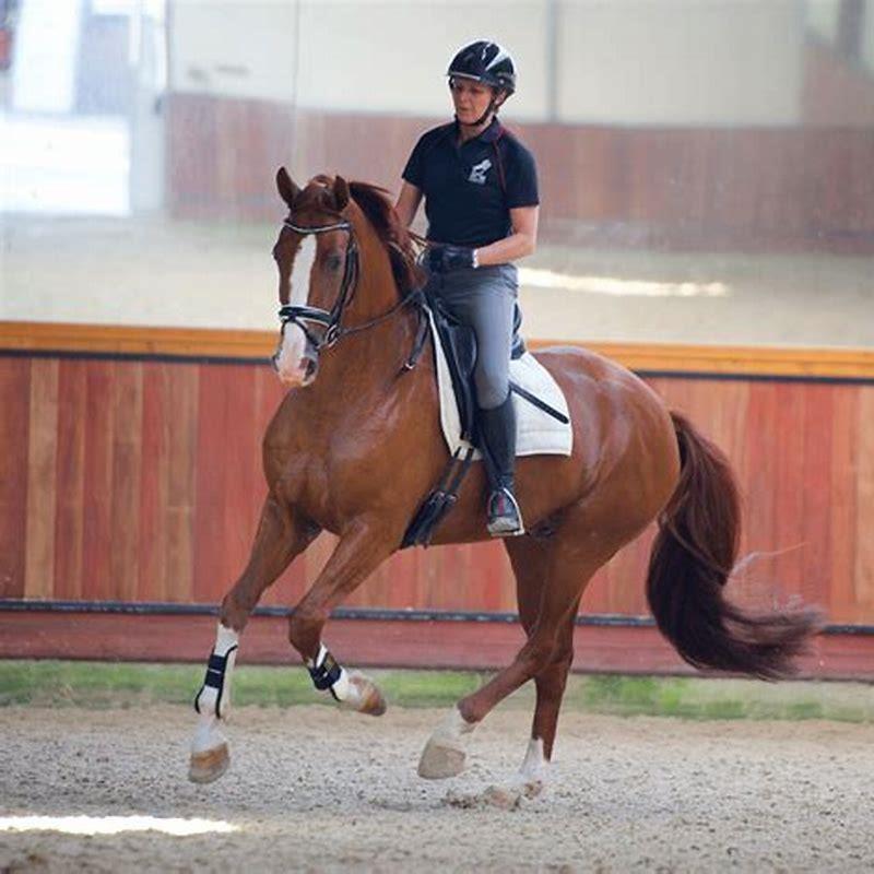 What does canter mean in horse riding?
