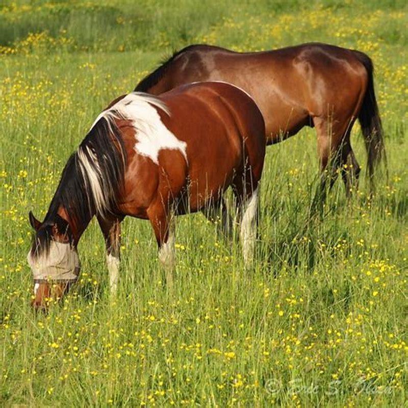What does horse herb look like?