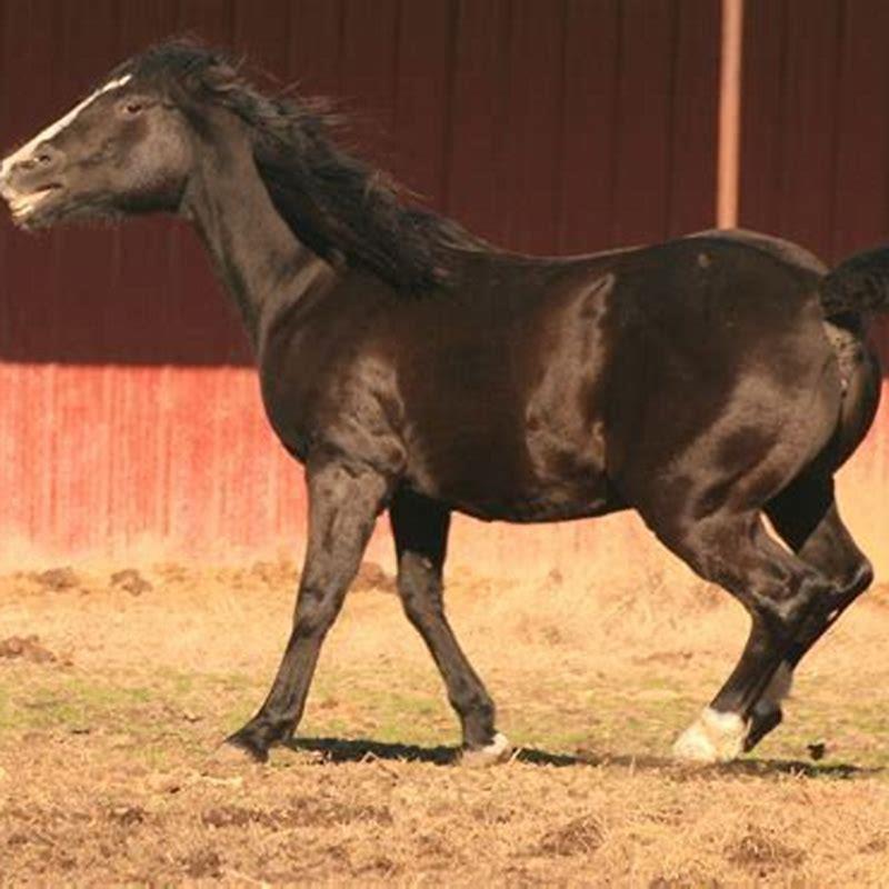 What does horse playing mean?